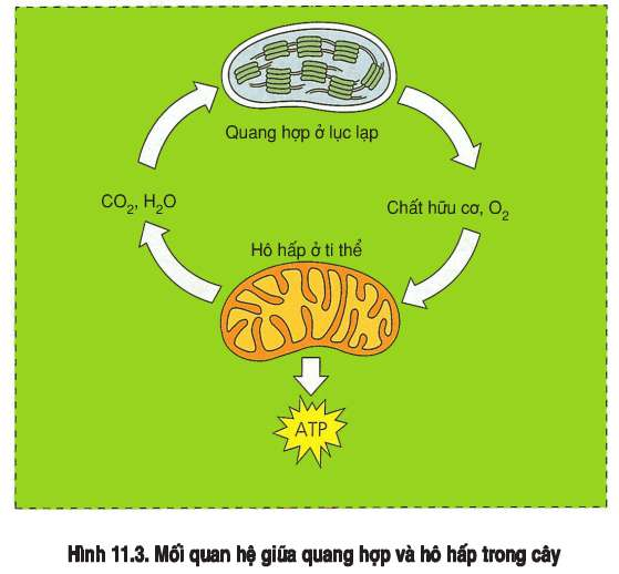 Mối quan hệ giữa quang hợp và hô hấp ở thực vật