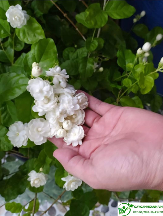 Bông hoa nhài ta màu trắng tinh khôi