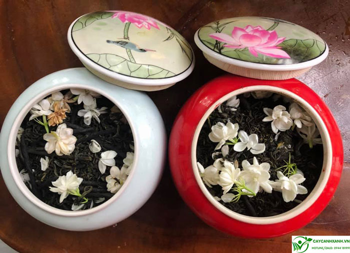 Hoa nhài được dùng ướp trà thơm