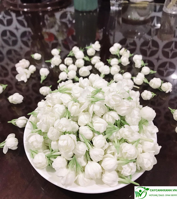 Hoa nhài được hái làm tinh dầu
