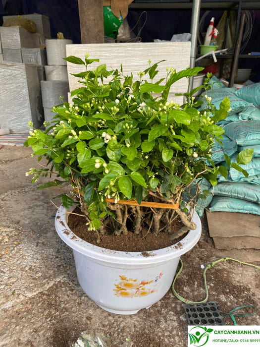 Ý nghĩa phong thủy của cây hoa nhài