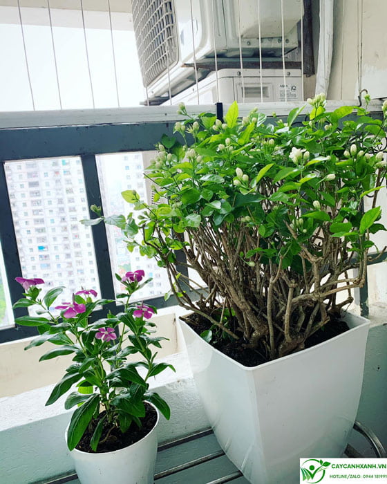 Chậu hoa nhài đặt ban công