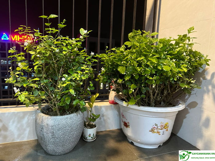 Cách trồng cây hoa nhài