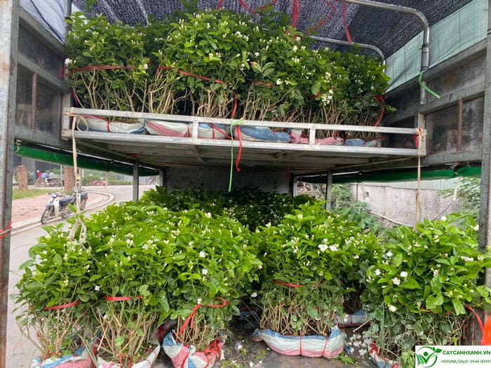 Mua cây hoa nhài ta ở Hà nội