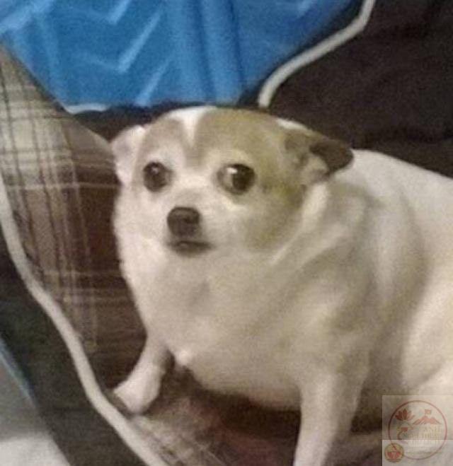 Meme nghi ngờ nhân sinh