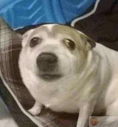 Ảnh chế hoang mang sáng tạo trở thành sticker quen thuộc của nhiều group trò chuyện