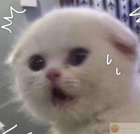 Một chiếc meme hoang mang buồn cười biến phút