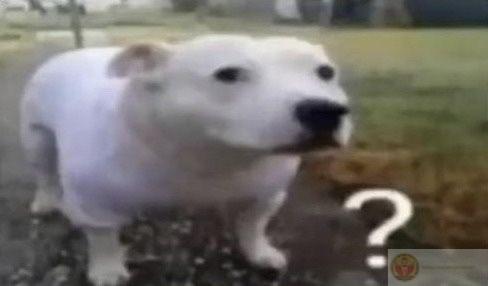 Một chiếc meme hoang mang sáng tạo biến biểu cảm ngơ ngác thành trò đùa thú vị