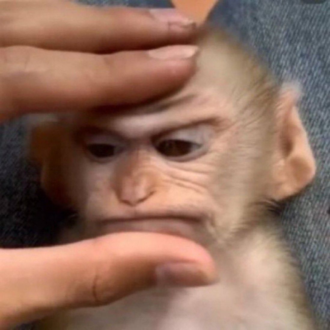 Ảnh chế con khỉ vô tri