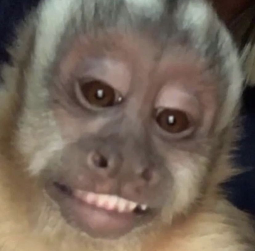 Khỉ meme trong group vui