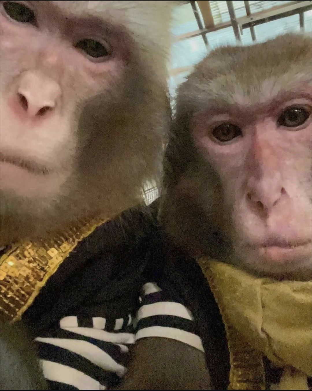 Ảnh chế khỉ biểu cảm khó hiểu