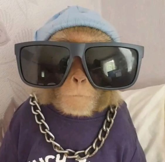 Hình chế khỉ bất lực