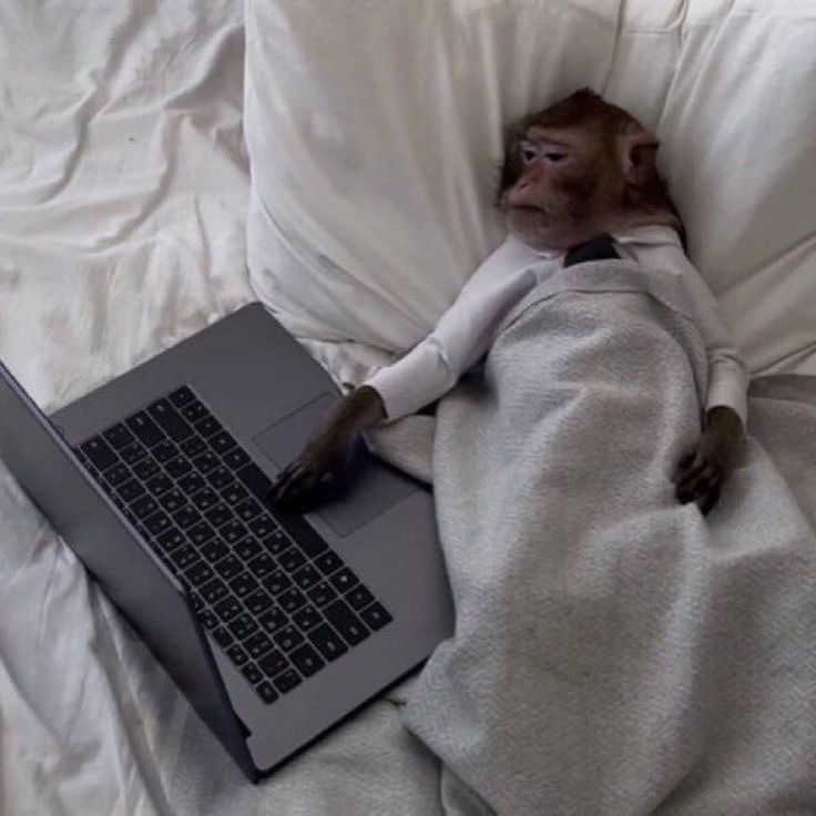 Ảnh chế khỉ buồn cười Gen Z