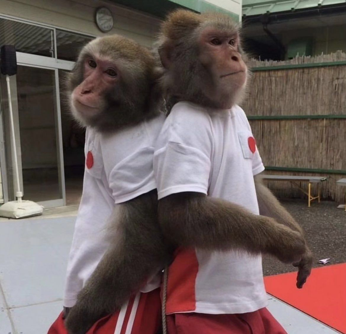 Meme con khỉ vibe vui vẻ