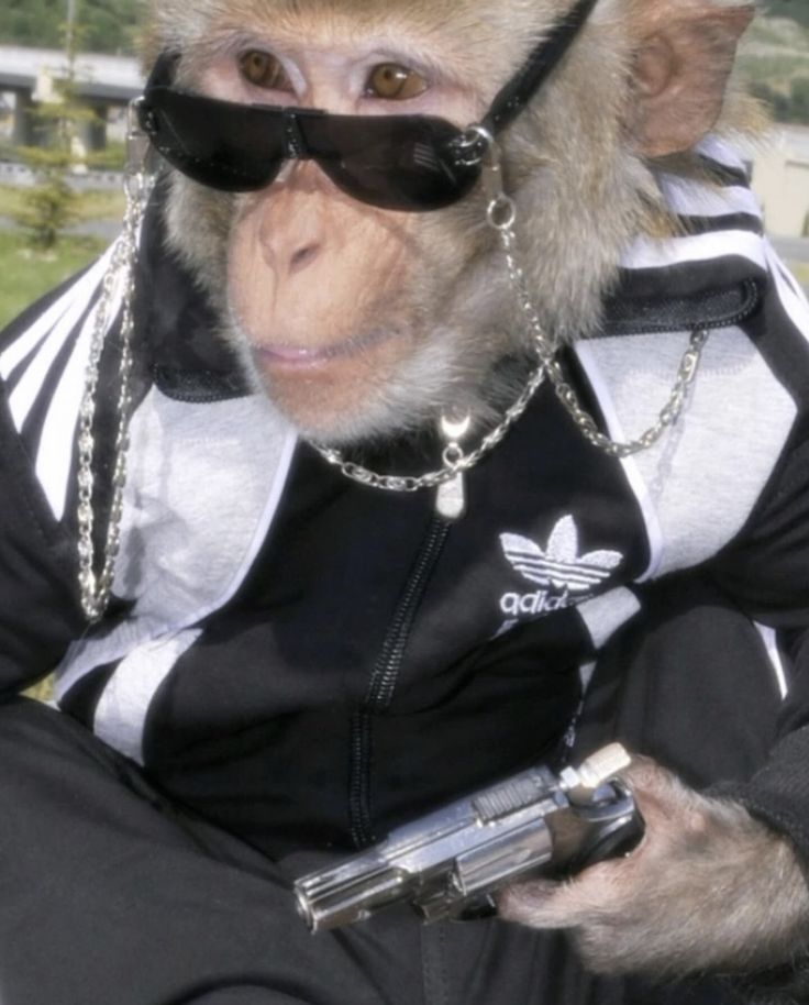 Meme khỉ cute đa dạng