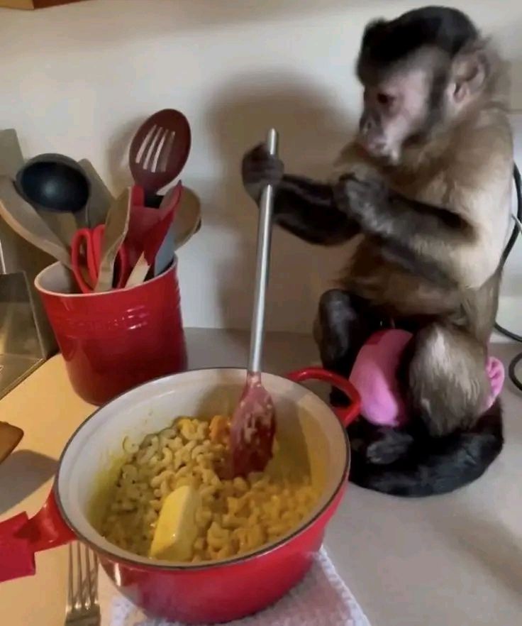 Meme khỉ bựa nhiều phiên bản