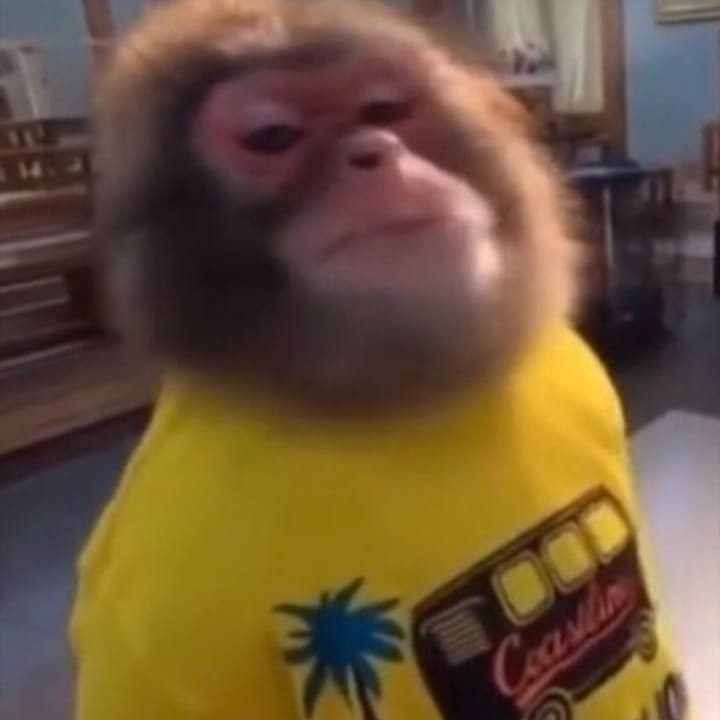 Meme khỉ dí dỏm xu hướng