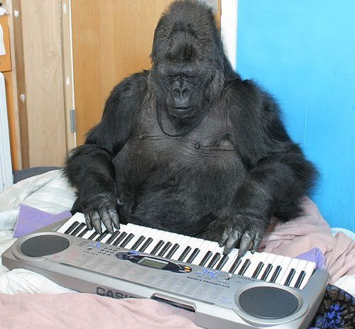 Meme khỉ đột bựa top hot