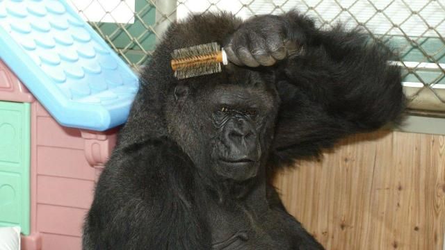 Gorilla meme Gen Z sáng tạo