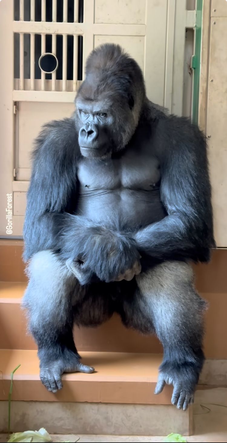 Bộ hình khỉ đột duyên dáng