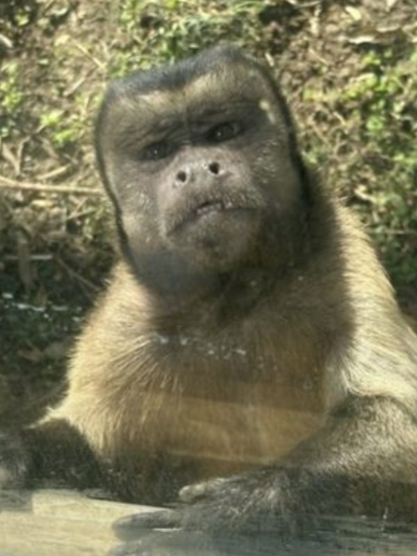 Khỉ mặt vuông gây bật cười ở Trung Quốc