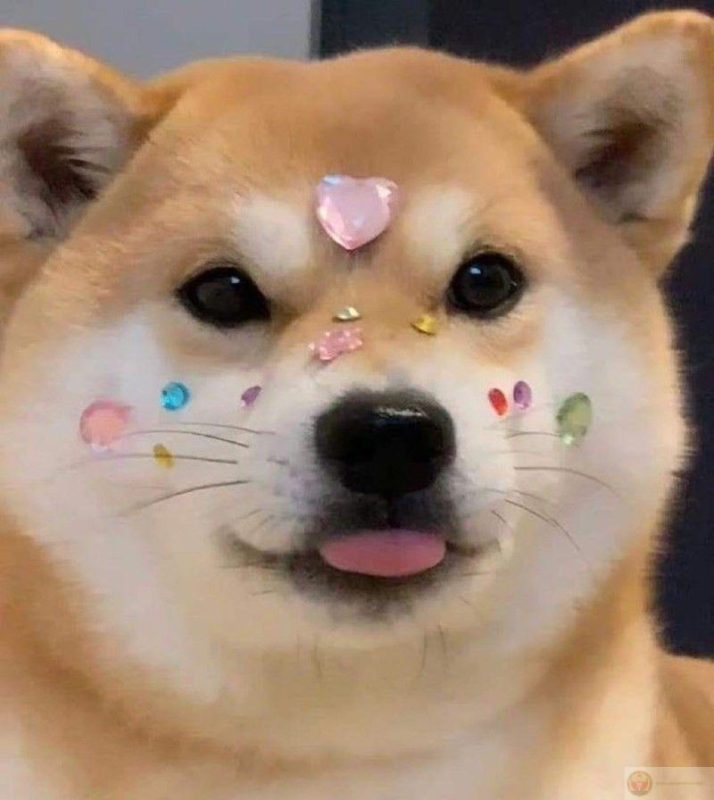 Ảnh meme chó ngáo cười, bị ong đốt ảnh chế siêu yêu