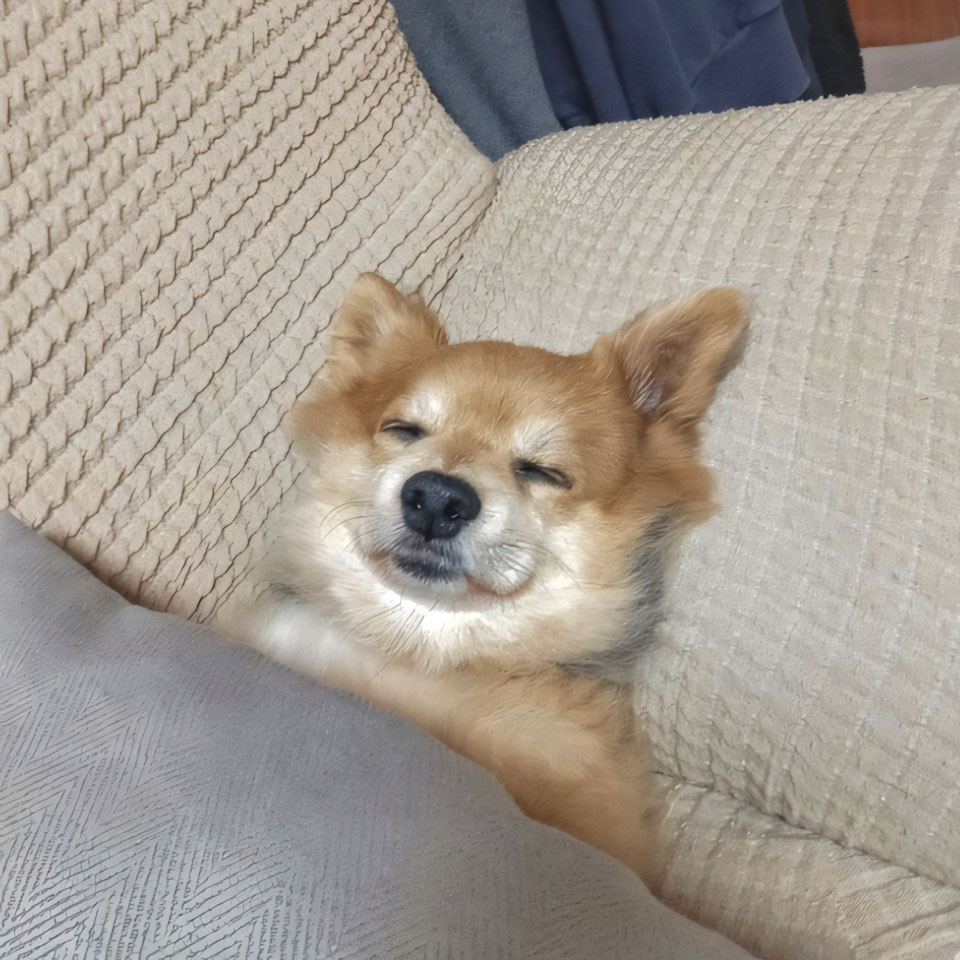 anh cho buon ngu 960px 960px avatar 2