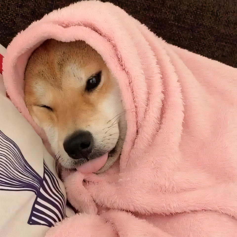 anh cho buon ngu 960px 960px avatar 3