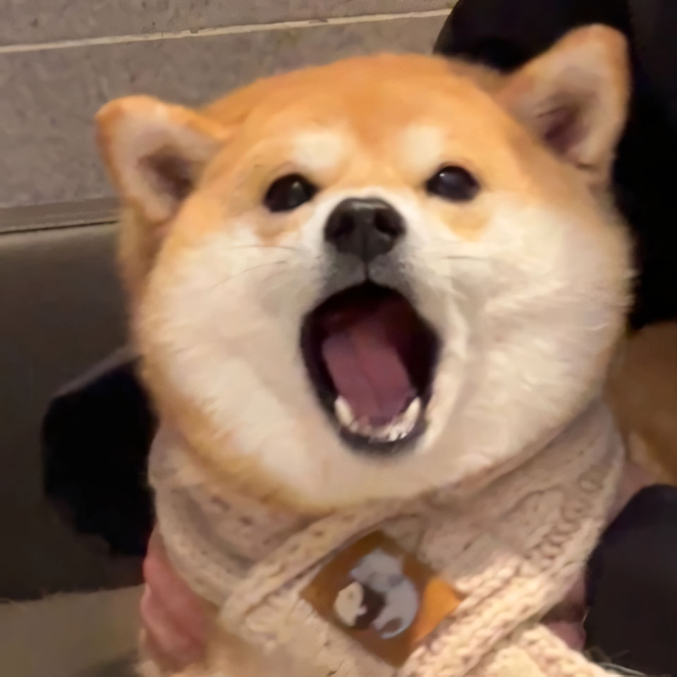 anh cho buon ngu 960px 960px avatar 4