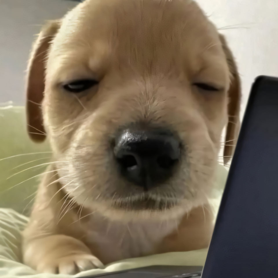 anh cho buon ngu 960px 960px avatar 5