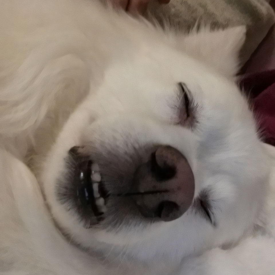 anh cho buon ngu 960px 960px avatar 6