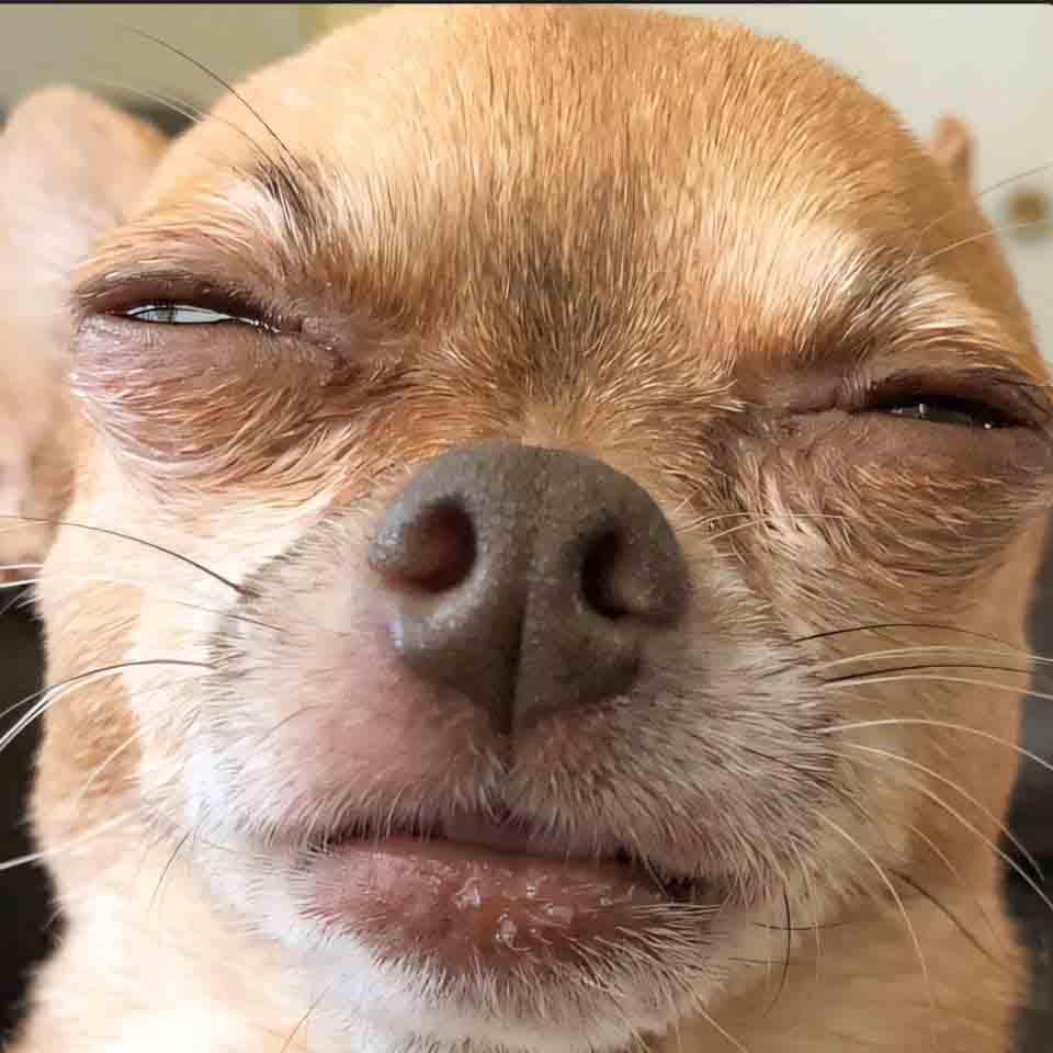 anh cho buon ngu 960px 960px avatar 7