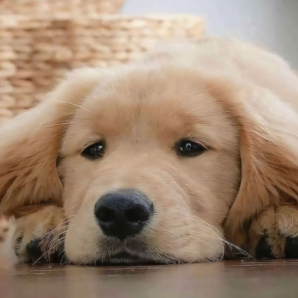 anh cho buon ngu 960px 960px avatar 8