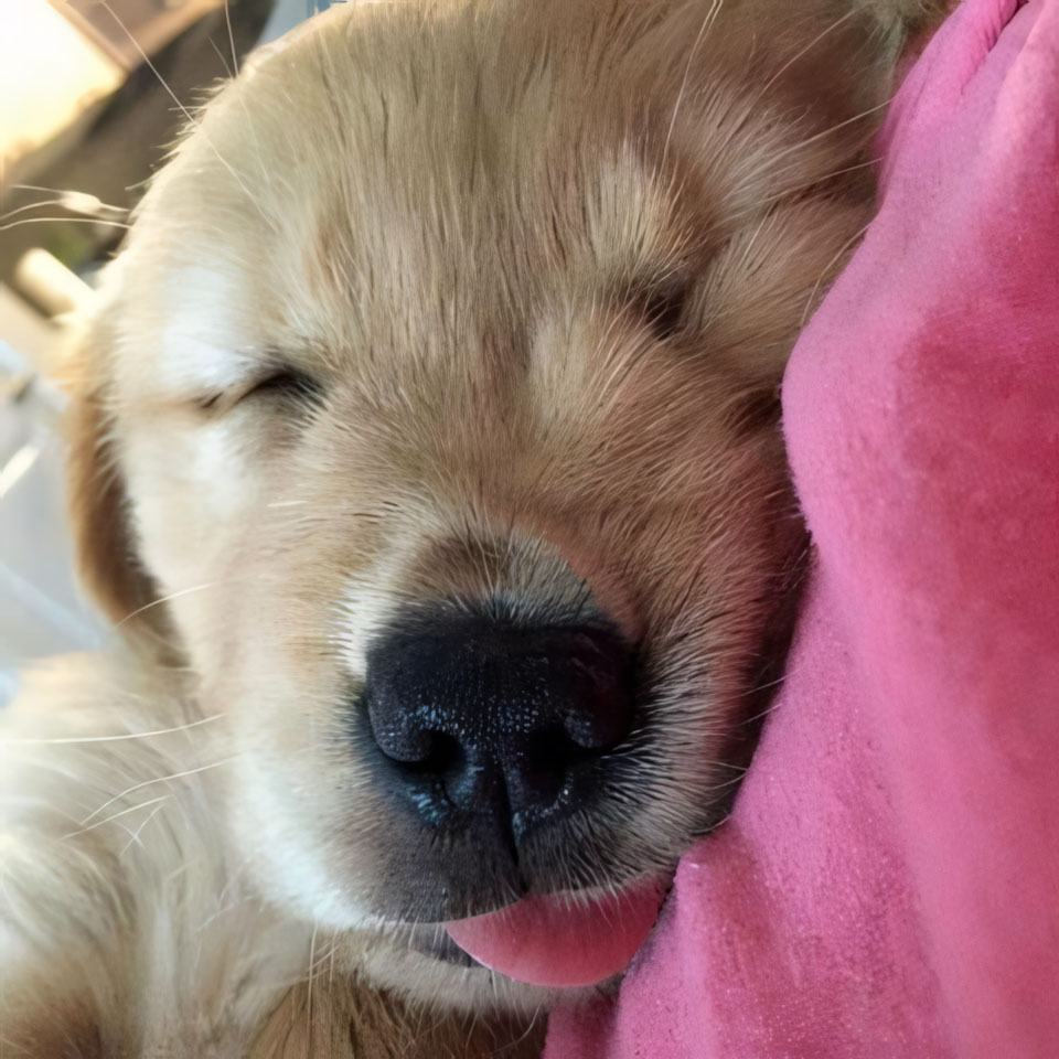 anh cho buon ngu 960px 960px avatar 9