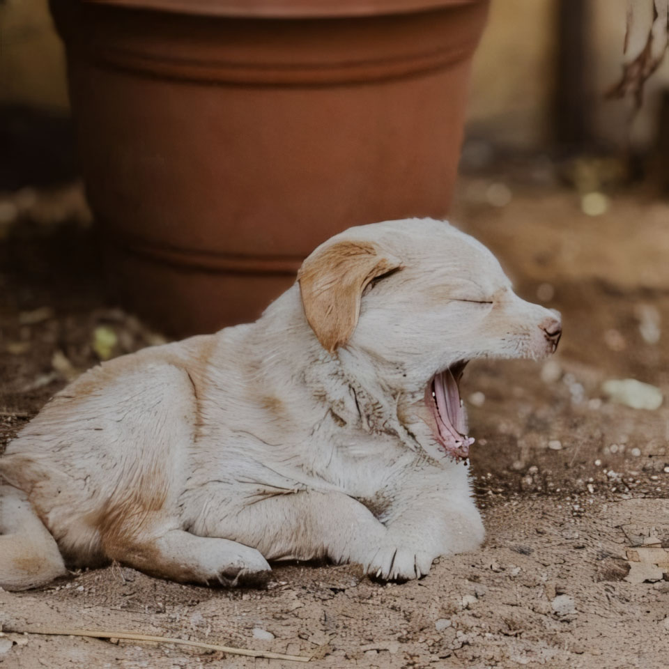 anh cho buon ngu 960px 960px avatar 10