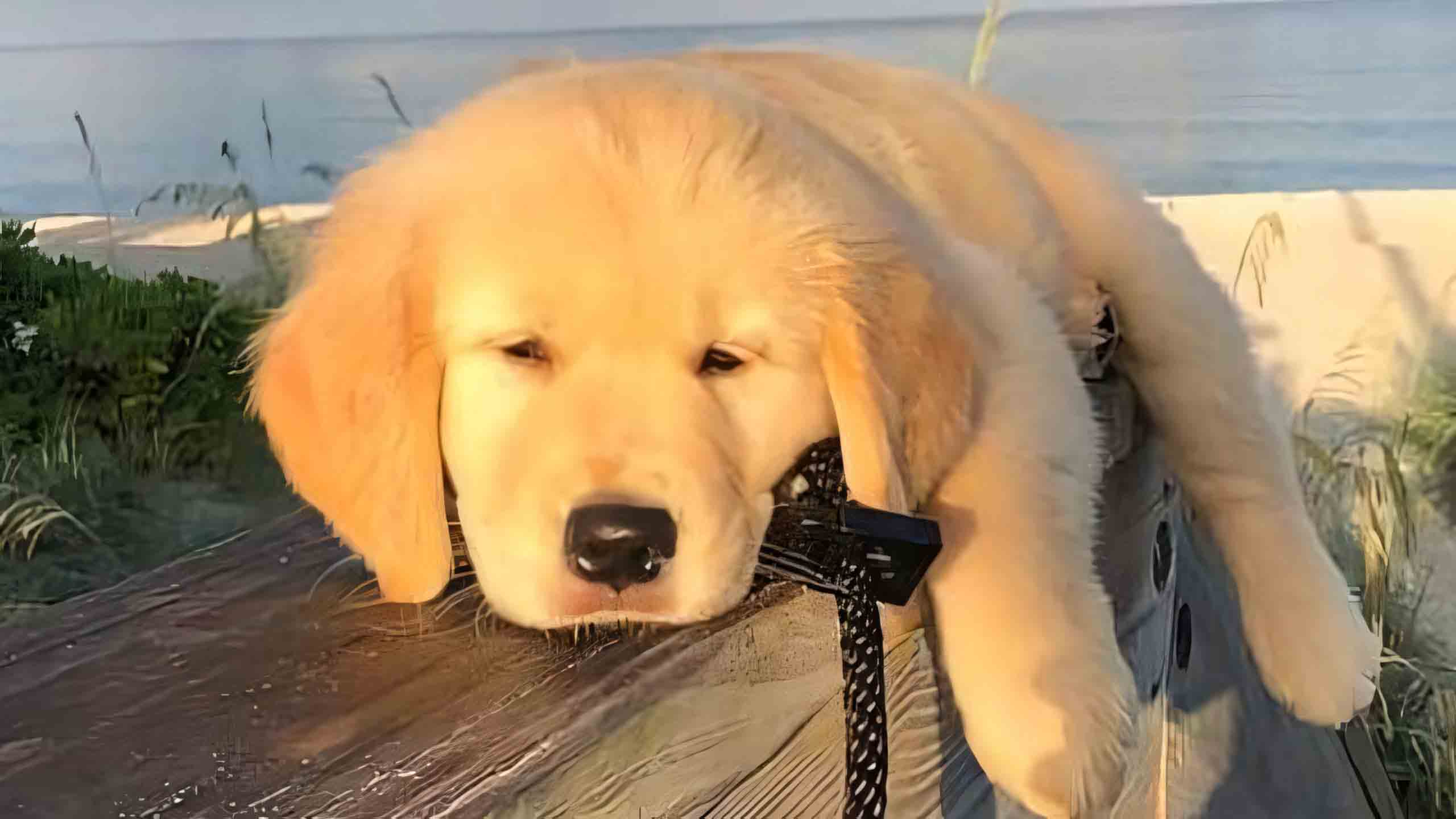 anh con cho buon 2560px 1440px 2k 3