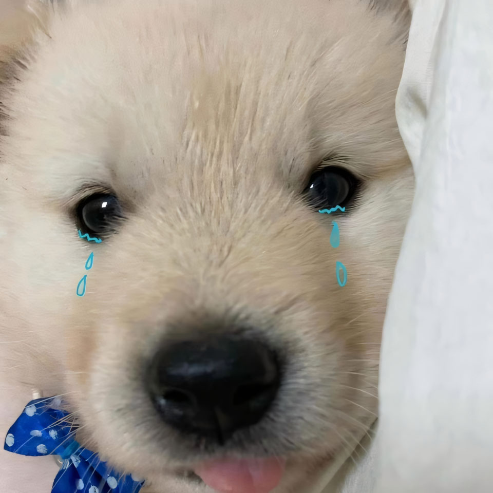 meme anh con cho buon 960px 960px avatar 3