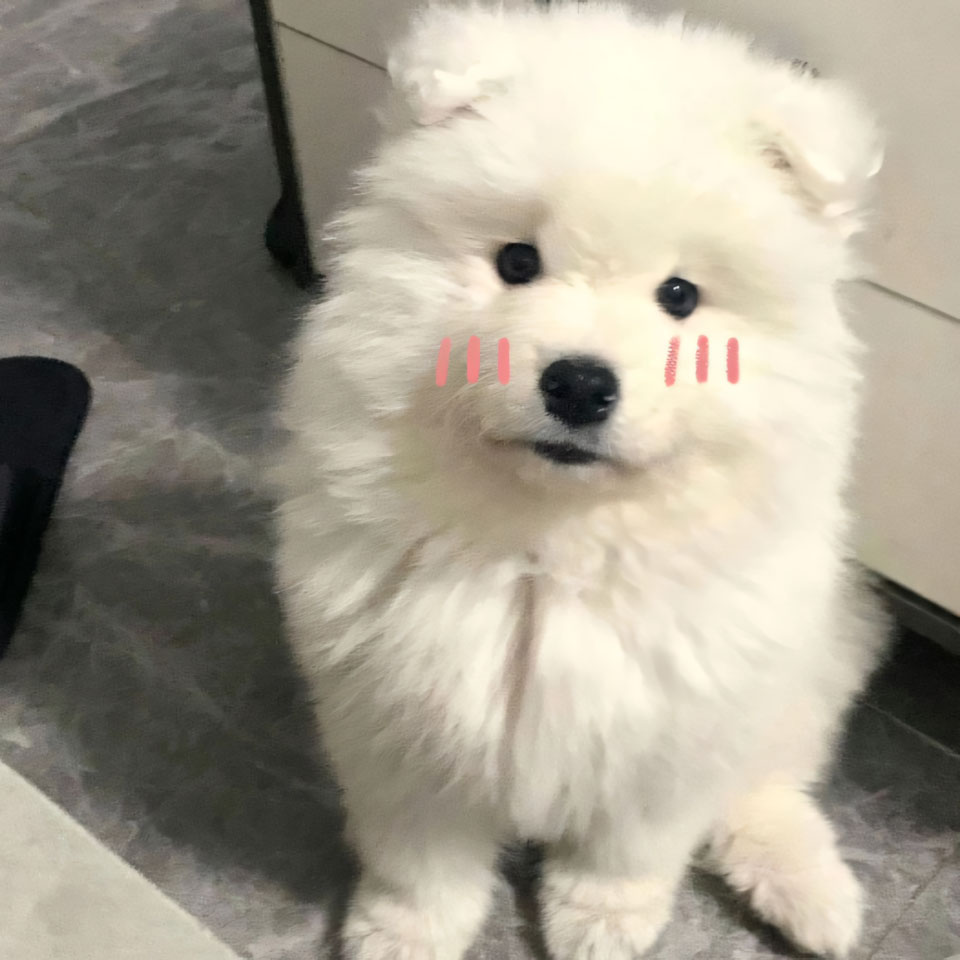 meme anh con cho buon 960px 960px avatar 4