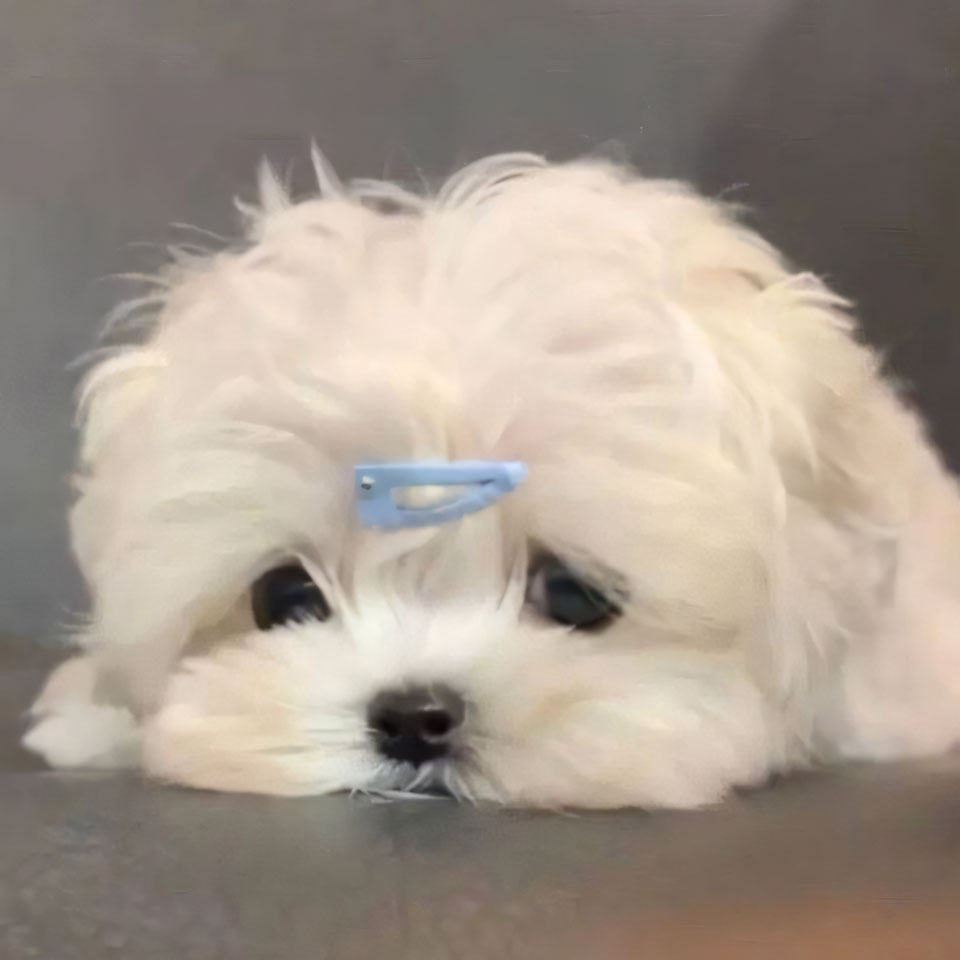 meme anh con cho buon 960px 960px avatar 8