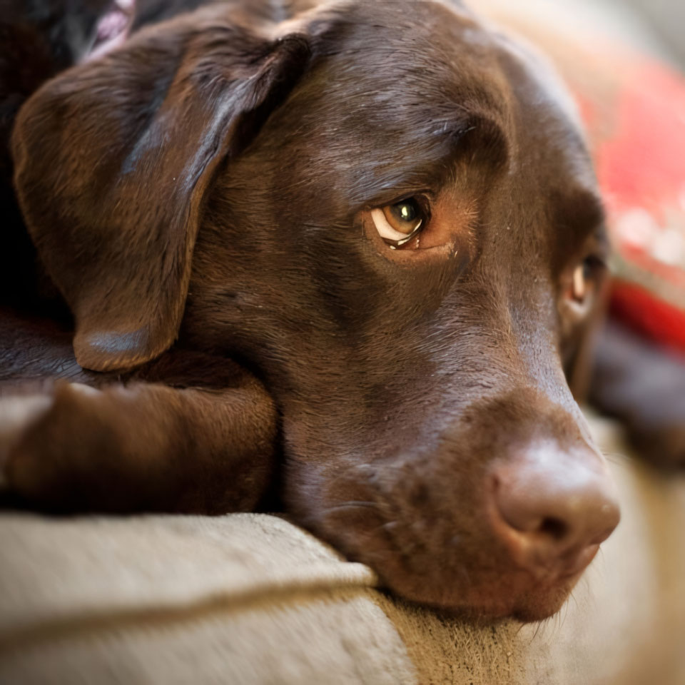 anh cho khoc 960px 960px avatar 2