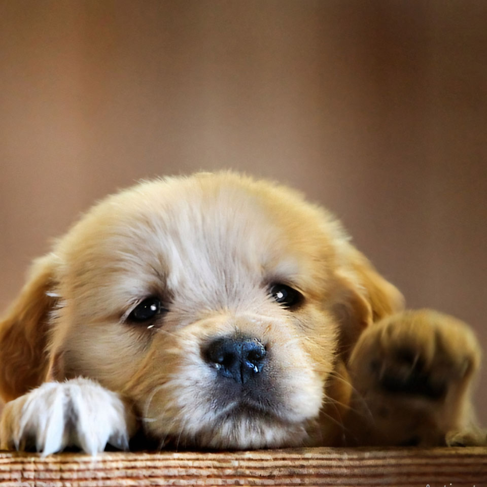 anh cho khoc 960px 960px avatar 3