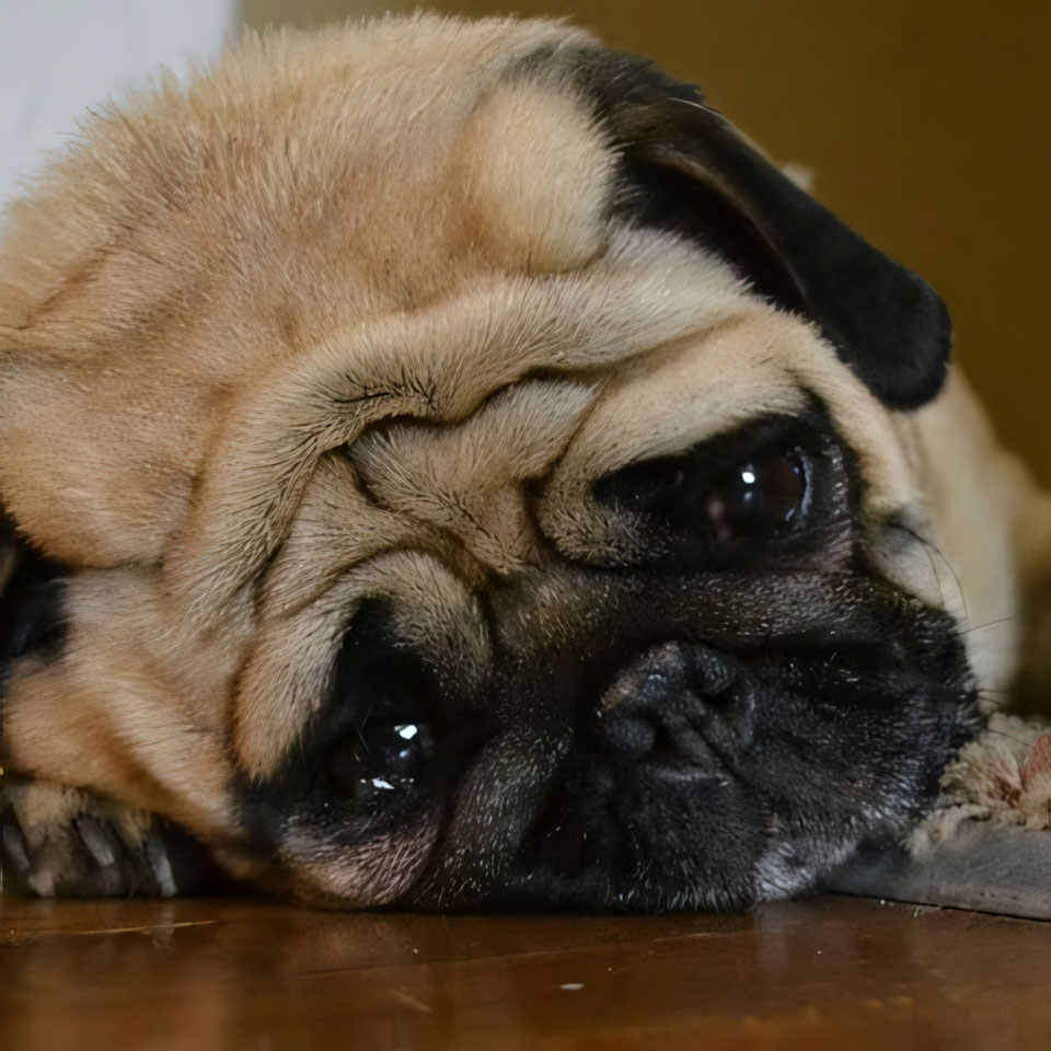 anh cho khoc 960px 960px avatar 6