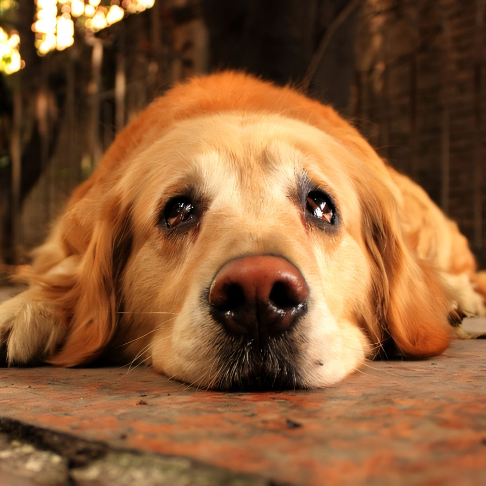 anh cho khoc 960px 960px avatar 9