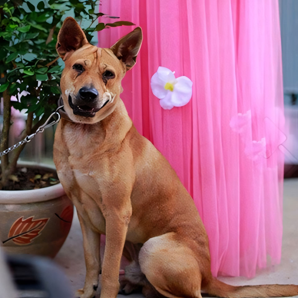 anh cho khoc 960px 960px avatar 1