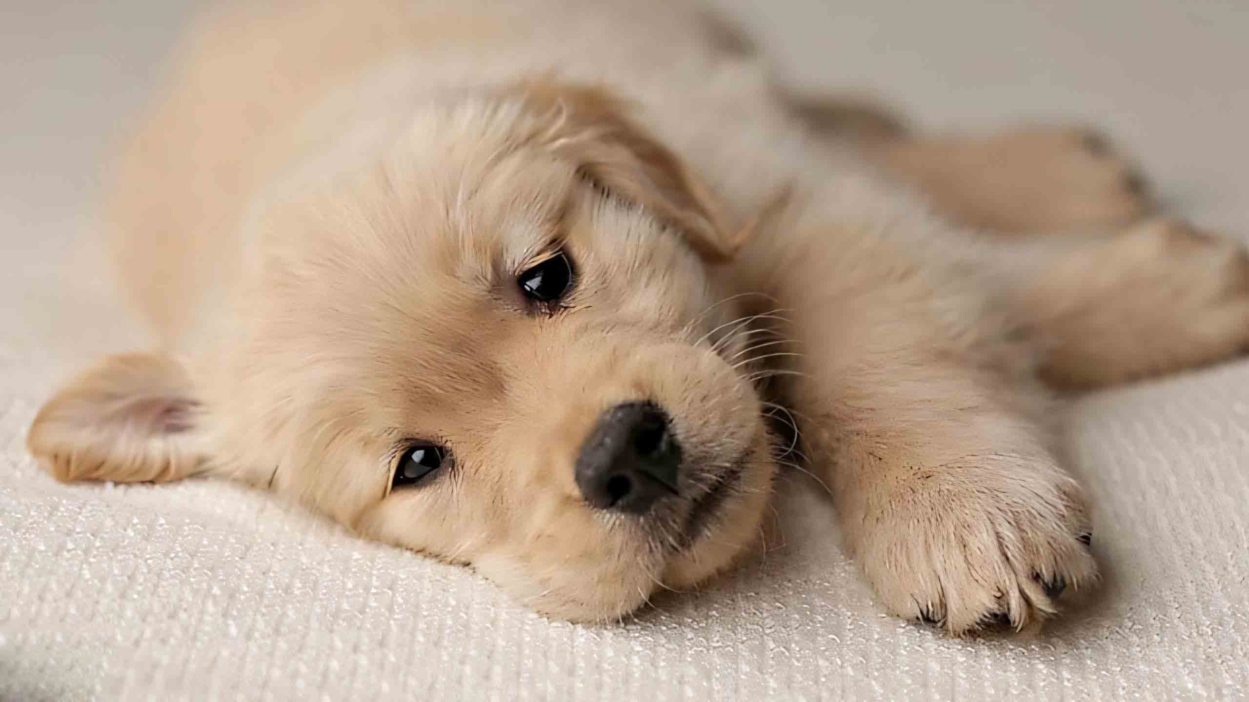 anh con cho buon 2560px 1440px 2k 5