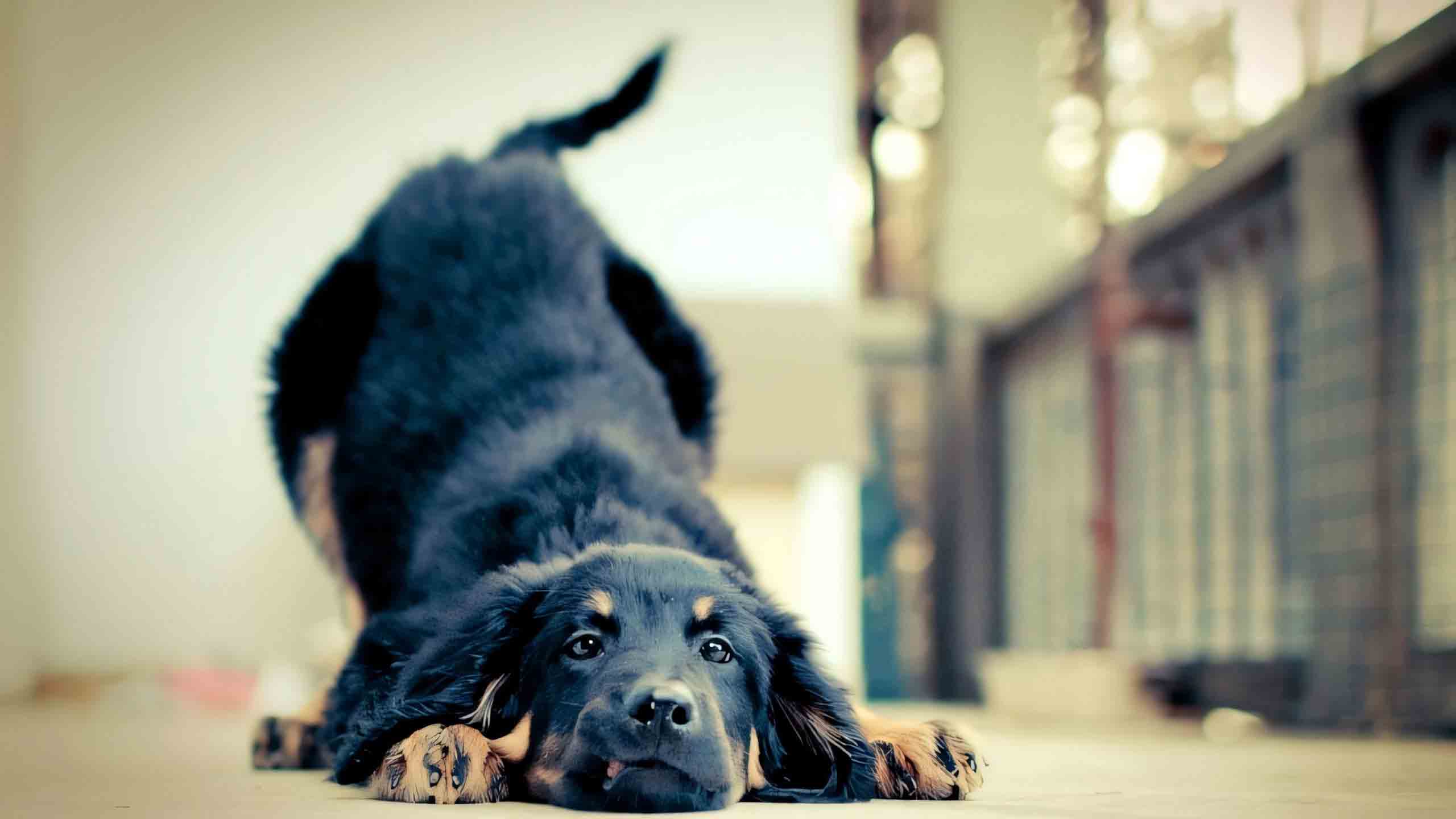 anh con cho buon 2560px 1440px 2k 6