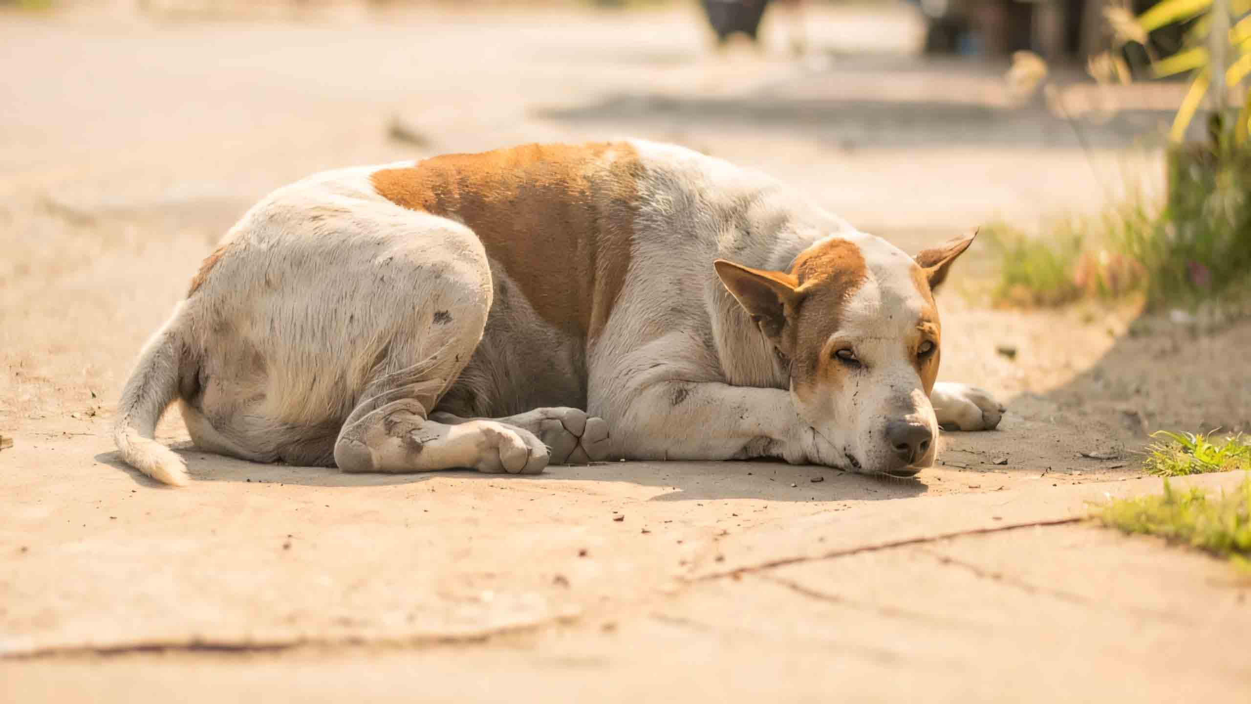 anh con cho buon 2560px 1440px 2k 8