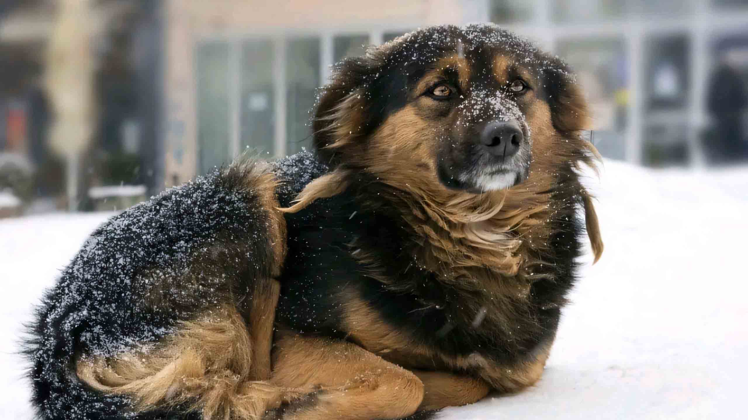 anh con cho buon 2560px 1440px 2k 9