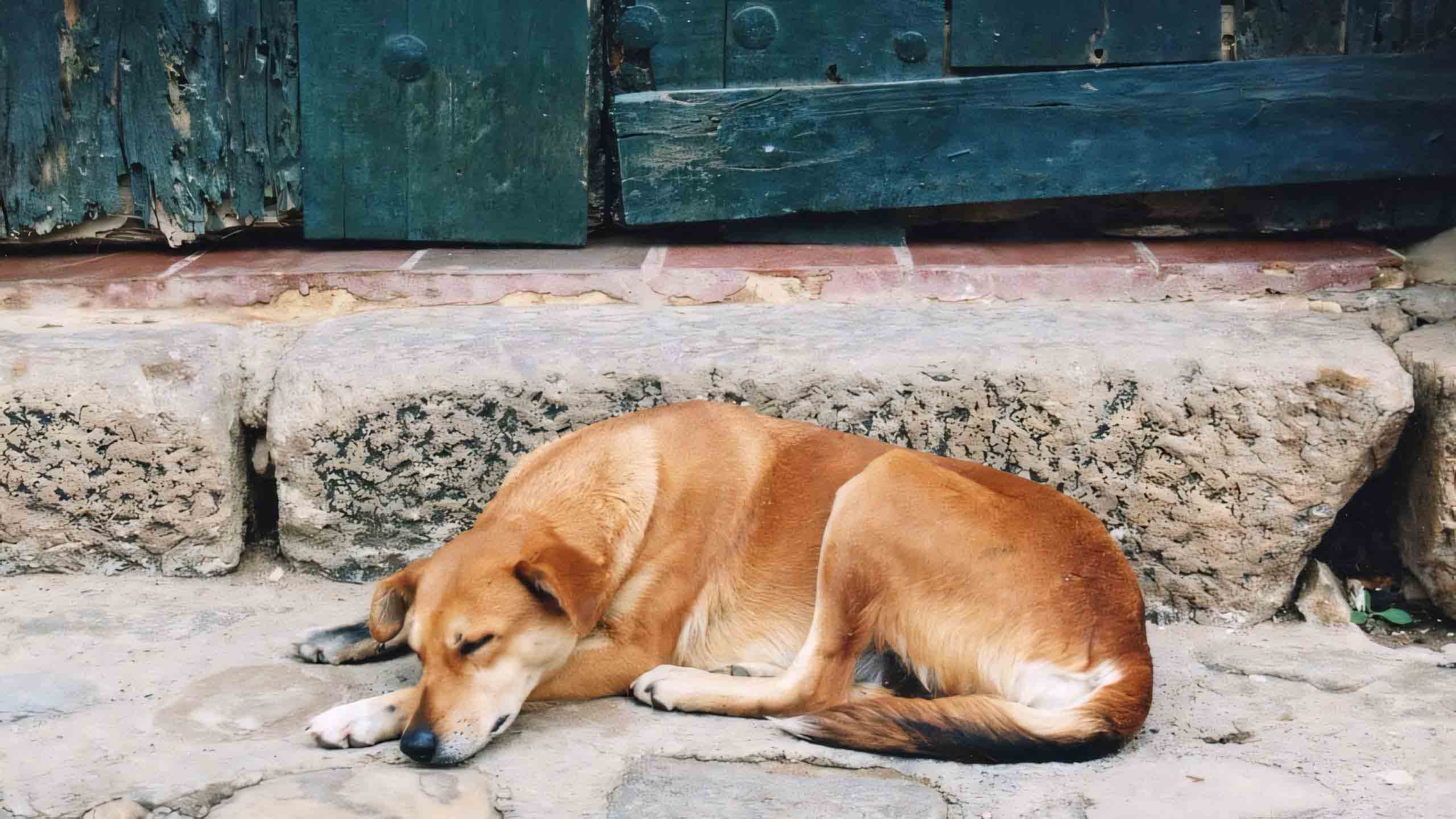 anh con cho buon 2560px 1440px 2k 1