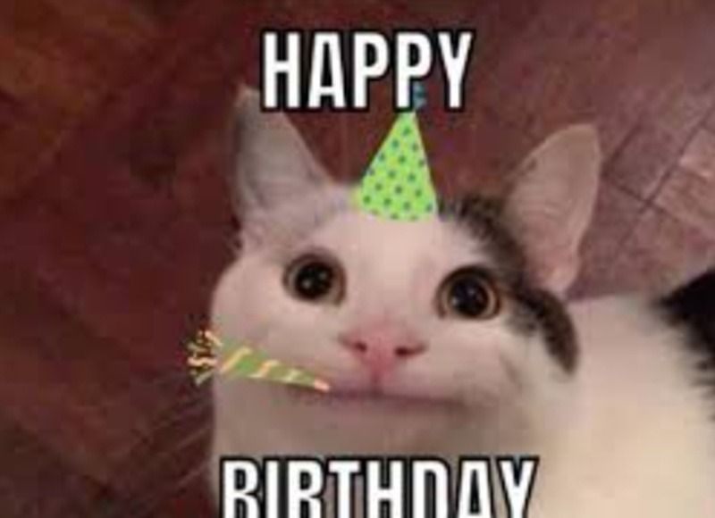 Meme chúc mừng sinh nhật hình động vật